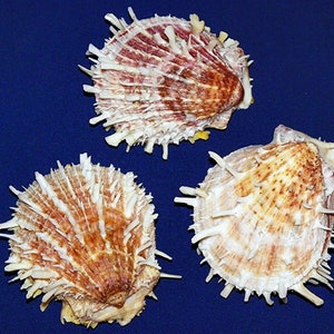 Peut inclure: Trois coquilles Saint-Jacques avec un extérieur blanc piquant et un intérieur brun et rose. Les coquilles sont disposées en forme de triangle sur un fond bleu.