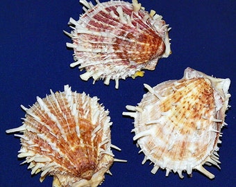 貝殻 il_340x270.2041127741_30af.jpg