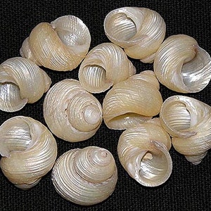 Turbo Euchelus ~ Grooved Pearled Pearl Seashells 3/4&quot;-1&quot; ~ (5 Shells)