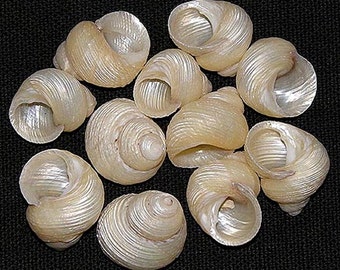 Turbo Euchelus ~ Grooved Pearled Pearl Seashells 3/4"-1" ~ (5 Shells)