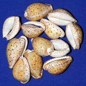 Cypraea Ocellata ~ Cowry Shell  (Approx. 25mm./1")~ Specimen Collector Seashell (1 Shell)
