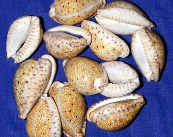 Cypraea Ocellata ~ タカラガイ（約25 mm/1インチ）~ 標本収集用貝殻
