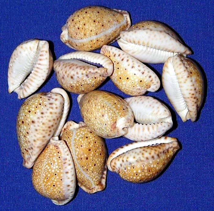 サラサダカラ タカラガイ 極稀産種 貝標本 cypraea broderipii