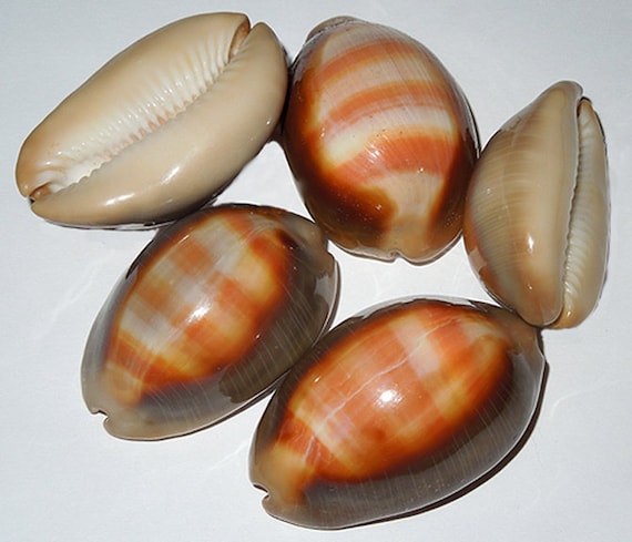 COWRIES オサナ カノコ パパイア フイリチドリダカラガイ 宝貝