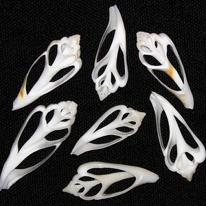 May include: Seven white seashells with intricate, lacy patterns. The shells are translucent and have a slightly iridescent sheen.