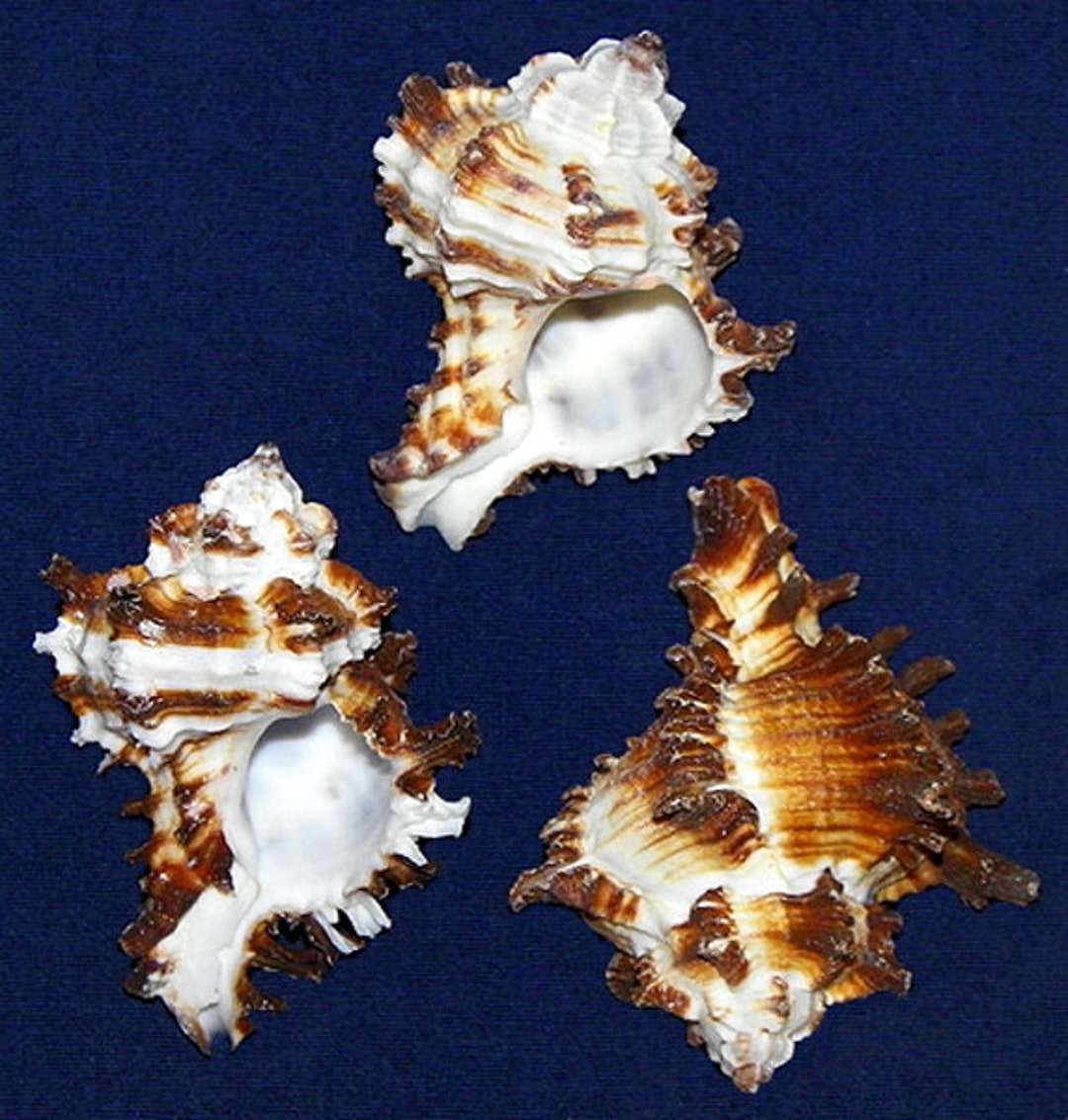 Murex Endivia Shells 2