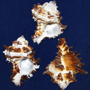 Murex Endivia Shells 2&quot;-3&quot; (2 Shells)