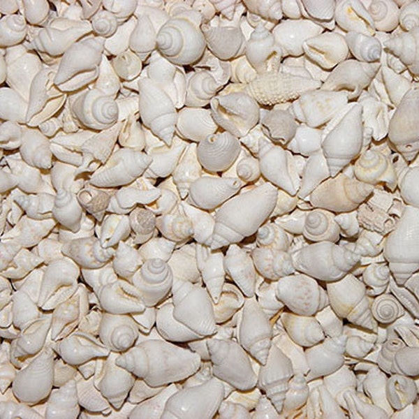 Natural White Nassa Craft Shells ~ Approximately (600 pcs.) 1/4"-1/2" Shells per 1/2lb.~