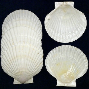 May include: Four white scallop shells, two open and two closed. The shells are smooth and have a slightly iridescent sheen.