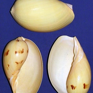 May include: Three seashells, one whole and two halves, with a light brown color and brown markings. The shells are on a blue background.