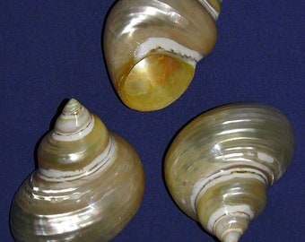 Polished Goldmouth Turbo Chrysostomus Seashells~2"-2-1/2"~Seashell Craft (1 Shell) BULK~ WHOLESALE~ PRICING ~ Bag of 10 (25.77)