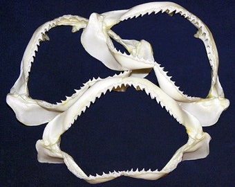 Real Spottail Reef Shark Jaw Bone~(Grade A)(L. 4"-5")(W. 3"-3-1/2") Buyers responsibility for International Delivery(1 Shark Jaw)+Free Gift
