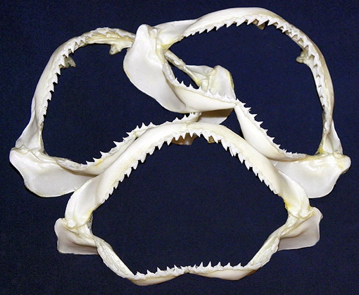 Real Spottail Reef Shark Jaw Bone Grade A Etsy