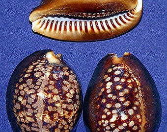 Cypraea Maurijiana - Humpback Cowrie Seashell 2-1/2"-3" (1 Shell)