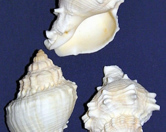 Golden Melongena Corona Crown Conch Shells ~1-1/2" – 2”~ Craft Seashell (2 Shells)