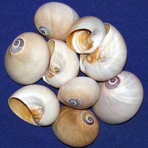 Peut inclure: Une collection de huit coquillages, tous de forme et de couleur similaires. Les coquillages sont de couleur beige clair avec des tourbillons bruns et violets à l'intérieur. Les coquillages sont disposés en cercle sur un fond bleu.