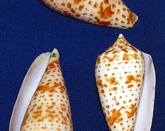 Conus Lynceus ~ Cone Seashell ~( Approx. 62mm./2-1/2") Specimen Collector Shell (1 Shell)