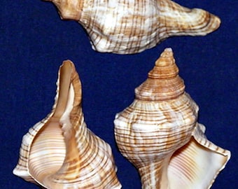 Striped Fox Conch Seashell 3"-4" (1 Shell)