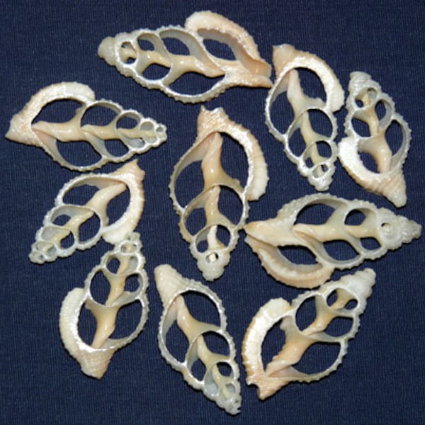 Sliced Center Cut Nassarius Reticulata~3/4"-1"Craft/Jewelry Sea Shell Supplies~ (10 Shells)