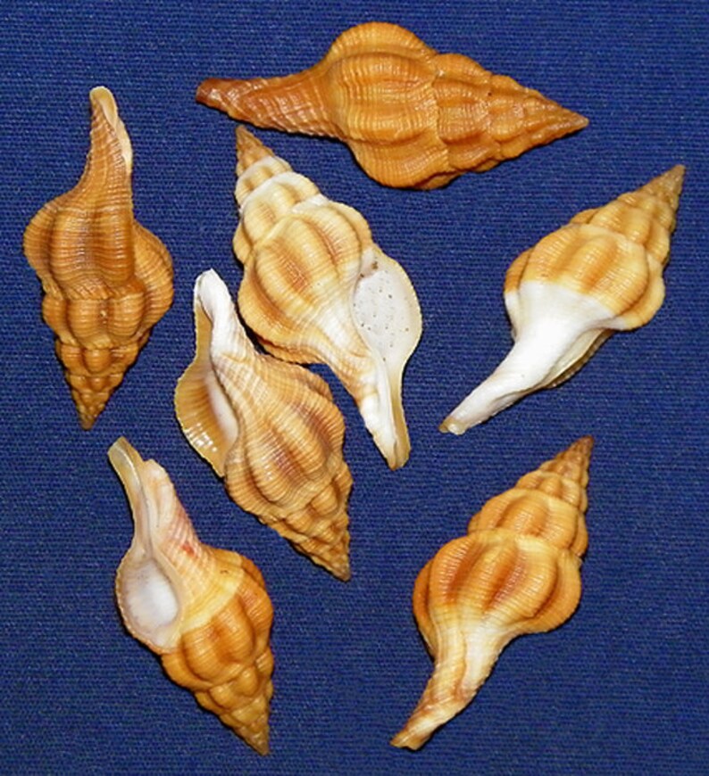 F++ Specimen Collector Seashell Fusolatirus sarinae Snail Shell 29.6mm.-32.7mm Each