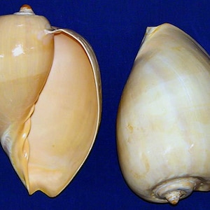Puede incluir: Dos grandes conchas de color crema nacarado sobre un fondo azul oscuro. Una concha está abierta, revelando un interior liso, mientras que la otra está cerrada, mostrando su forma lisa y redondeada. Las conchas tienen un acabado brillante.