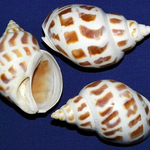 Könnte beinhalten: Drei Muscheln mit einem weiß-braunen Karomuster. Die Muscheln haben eine spiralförmige Form und eine glatte, glänzende Textur. Der Hintergrund ist einfarbig blau.