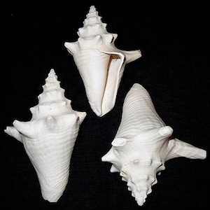 May include: Three white seashells with a spiral shape and a pointed tip. The shells have a smooth, textured surface.