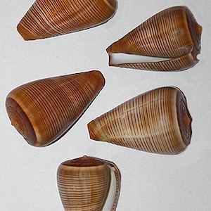 Brown Fig Cone Conus Figulinus Seashell 1-1/2" -2" (1 Shell)