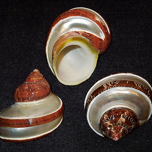 Petholatus Turbo Shell ~ Polerowana muszla pasiasta ~ 2-1/4-2-1/2" ~ Otwór kraba pustelnika 1" (1 muszla)