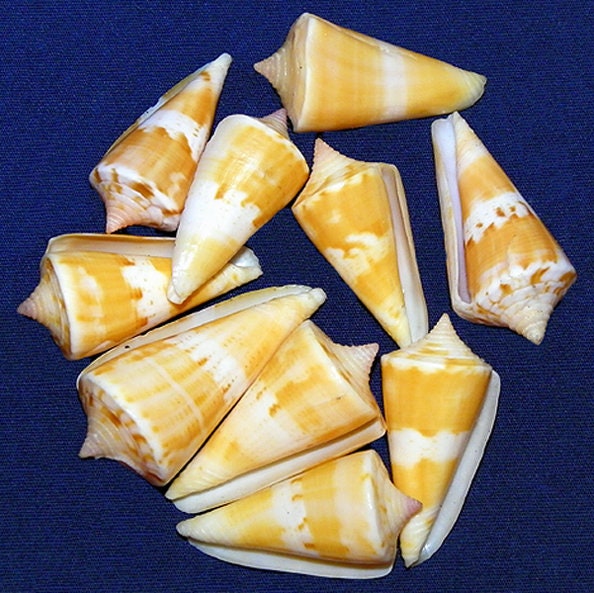 Conus Macarae Cone Seashell (1-1/4")   (1 Shell)