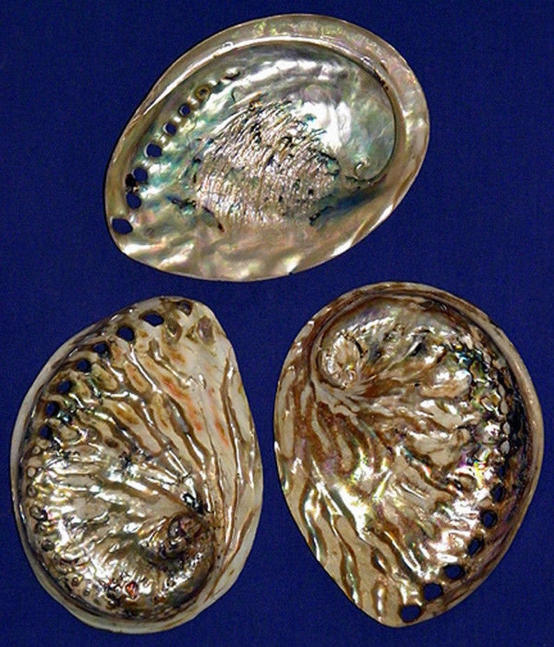 Polished Natural Abalone Copper Midae Half Shell 4-1/2 | Etsy