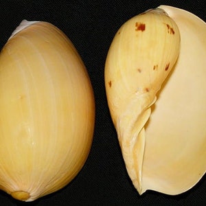 Könnte beinhalten: Zwei Muscheln, eine offen und eine geschlossen, sind beide hellgelb mit braunen Flecken. Die Muscheln sind glatt und haben eine glänzende Oberfläche.