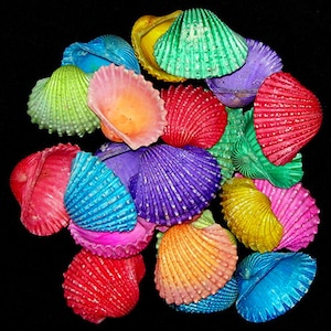 May include: A collection of colorful seashells painted in various shades of red, pink, orange, yellow, green, blue, and purple. The shells are arranged in a pile, with some overlapping.