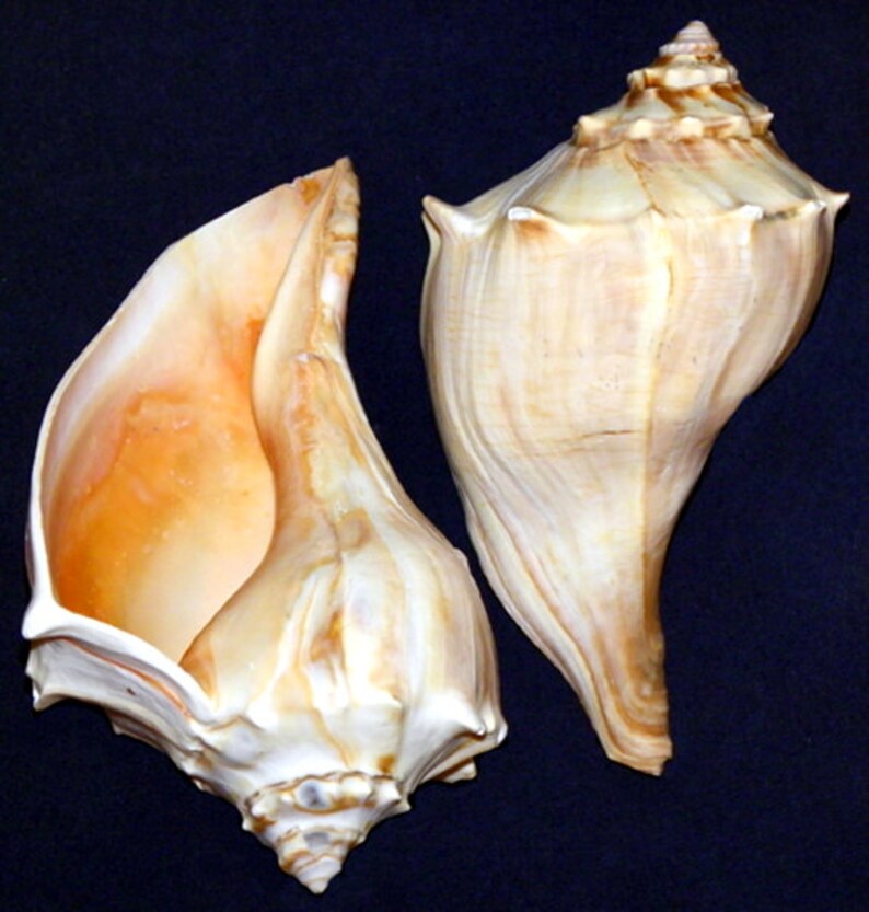 Large Atlantic Whelk Seashells Busycon sinistrum Etsy