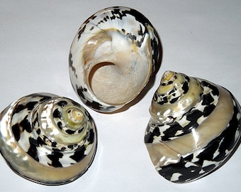 Polished Banded Magpie Turbo Seashell ~  2"-2-1/2" ~ Craft Seashell Supply (1 Shell)
