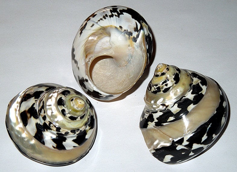 Magpie Shells Polished Banded Magpie Turbo Seashell ~ 2