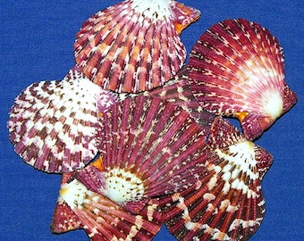 Pecten Pallium Scallop Paired Seashells (Top and Bottom Not Glued) ~  2&quot;-2-1/2&quot;  (1 Shell)