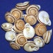 see more listings in the *Murex/Snails/Spindle section