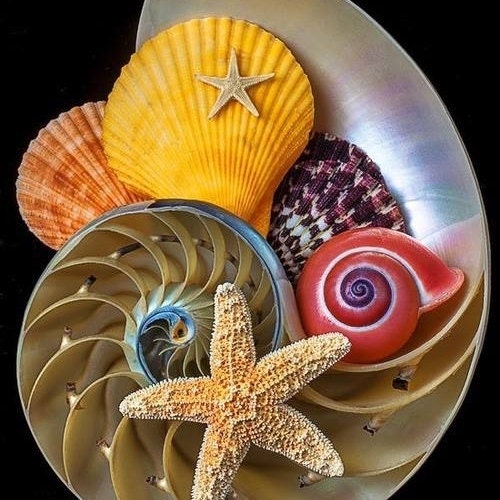 Cypraea Annulus ~ 紫色のタカラガイの貝殻 ~ 1 インチ (5 個