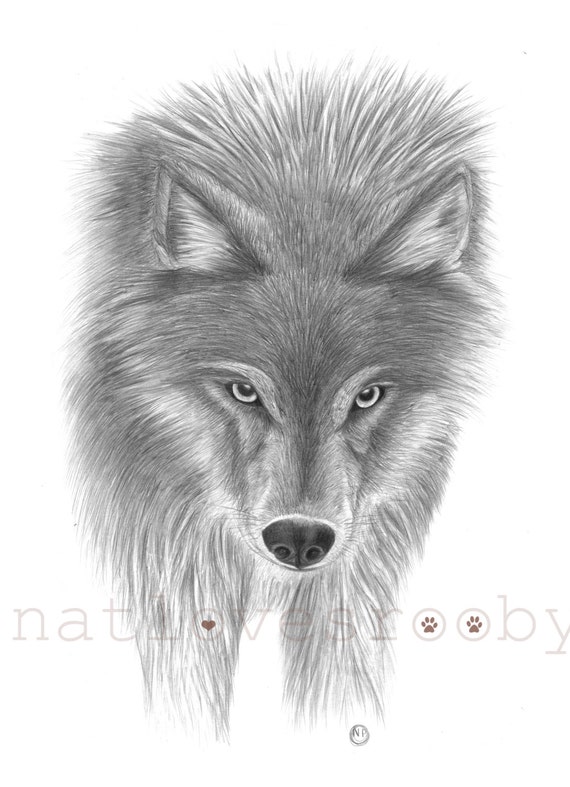 Wilk Giclee Druku Drukuj Wilk Sztuka Drukowania Wilk Rysunku Grafit