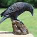TheRuneAndRaven