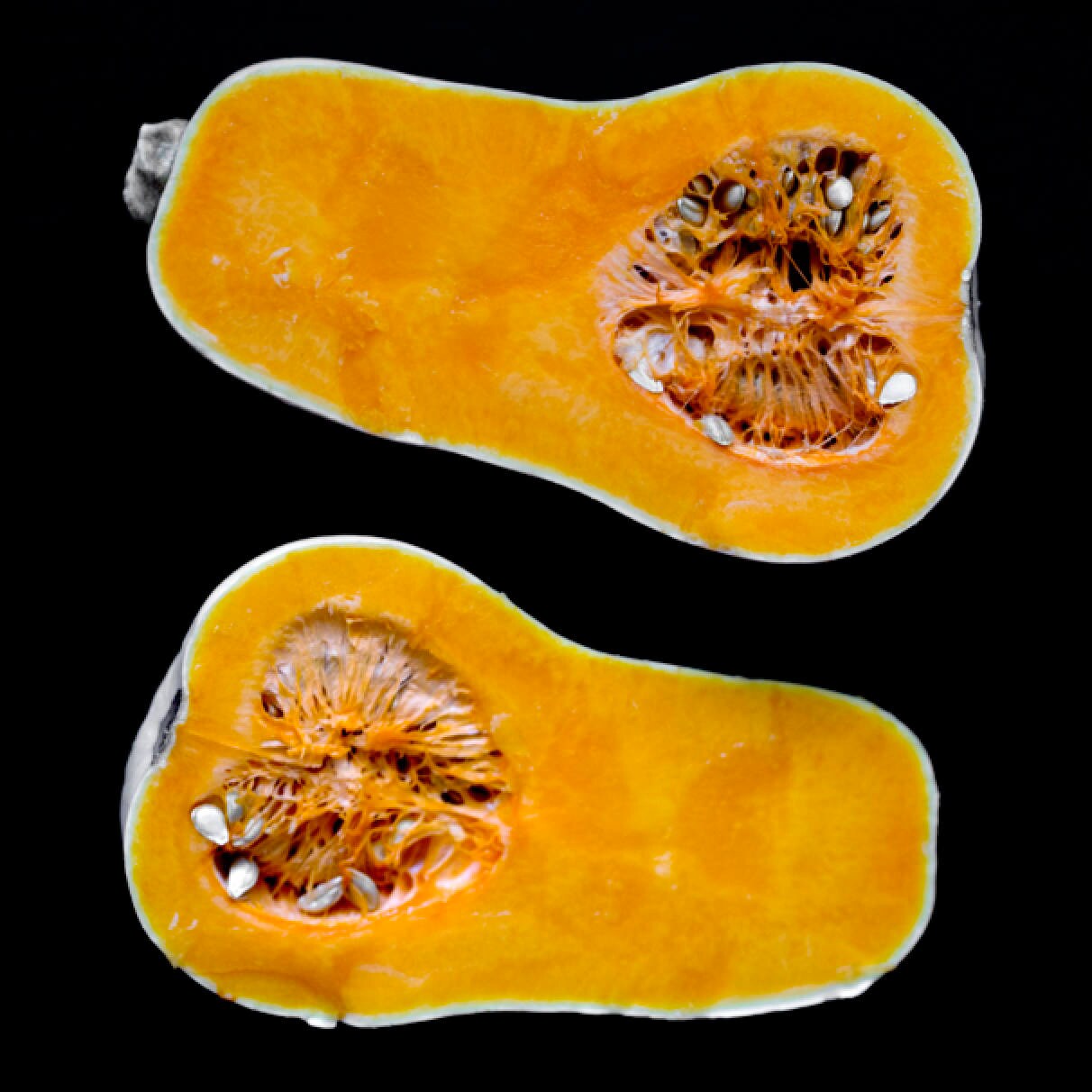 Halloween decor Butternut Squash gourd Pumpkin Photo Etsy