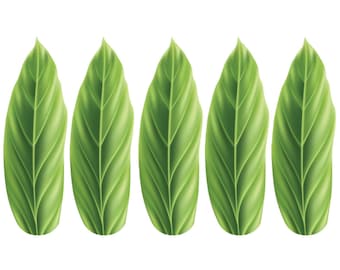Palm Leaf Fan Blades