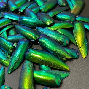 Puede incluir: Una colección de alas de escarabajo verde iridiscente, con un brillo metálico. Las alas están dispuestas en un patrón aleatorio, con algunas superpuestas. Las alas son de un color verde vibrante, con toques de azul y dorado.