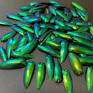 May include: A collection of iridescent green beetle wings. The wings are arranged in a random pattern on a dark grey surface. The wings have a metallic sheen and are very detailed.