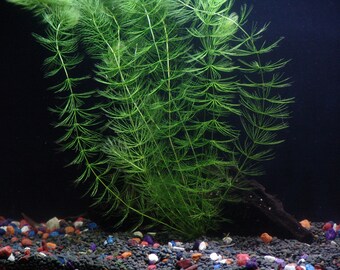 aquarium plants etsy