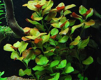 live aquarium plants etsy