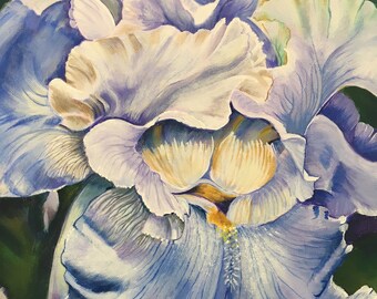Frilled Iris