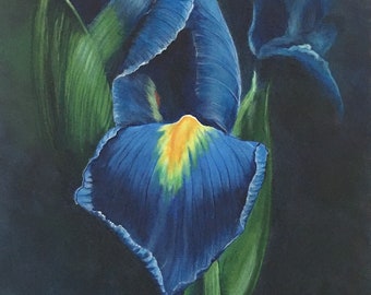 Blue Iris