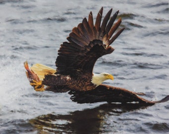Limited Edition of ONLY 10 on Paper. Signed and Numbered. Bald Eagle Fishing. 8" x 10"